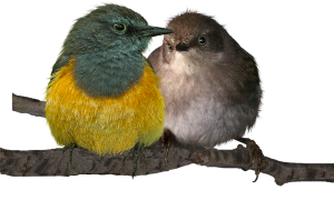 a pair of finches